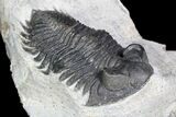 Coltraneia Trilobite Fossil - Huge Faceted Eyes #92941-2